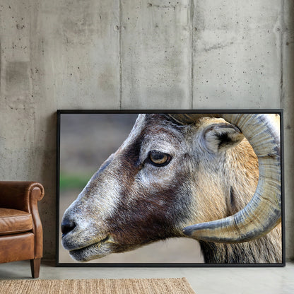 Mountain Ram Portrait framed canvas wall art print in a gallery-style display