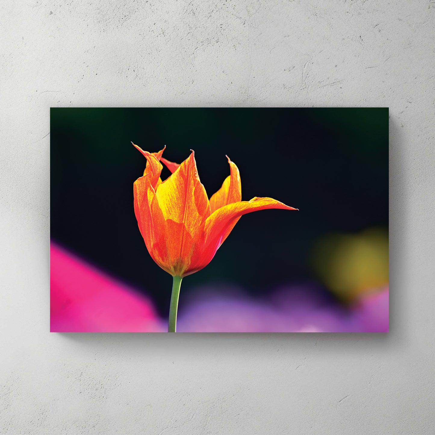 A single flame-orange tulip lit against a dark garden with soft pink and yellow bokeh — canvas wall art print