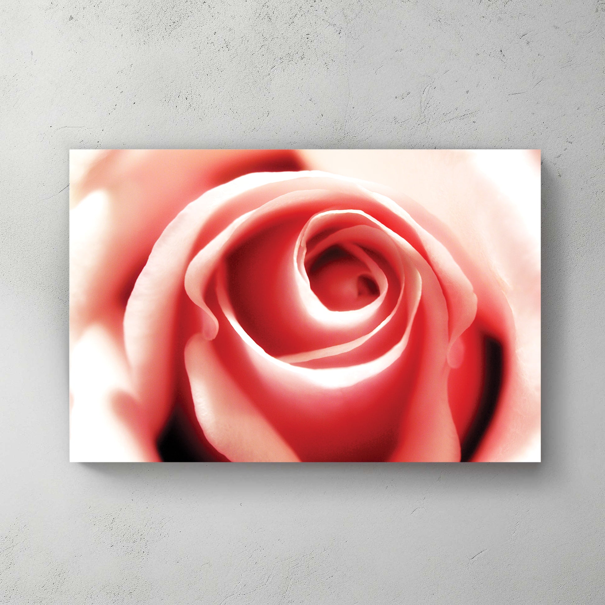 Dreamy soft-focus macro of a pale pink rose spiralling from its centre, gentle and romantic — canvas wall art print