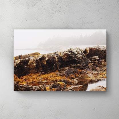 Misty Nova Scotia shoreline, dark fractured rock ledges draped in orange seaweed, pines lost in fog — canvas wall art print
