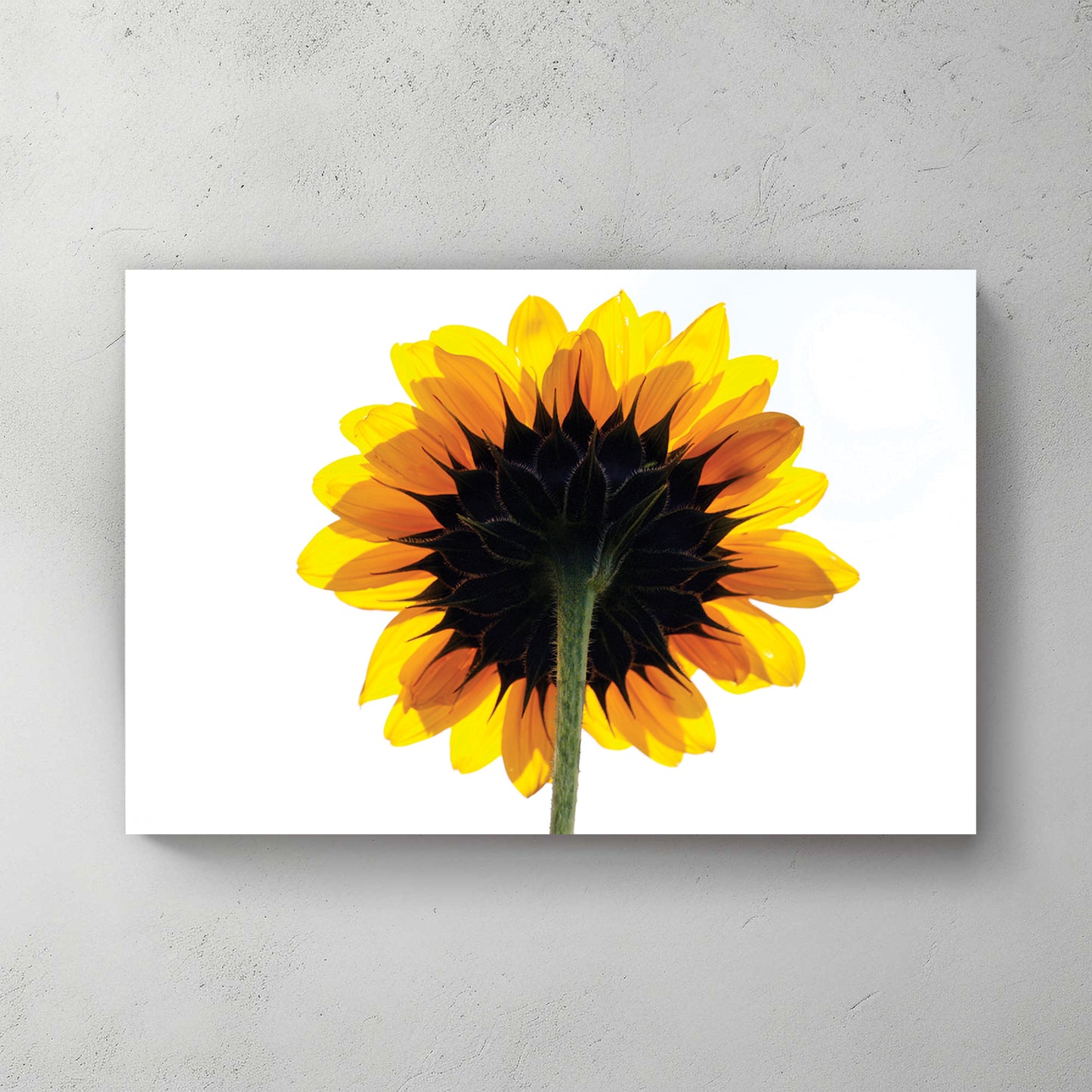 A sunflower shot from behind, backlit petals glowing gold against a clean white sky — canvas wall art print