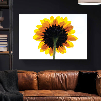 Backlit Sunflower canvas wall art print styled in a modern interior
