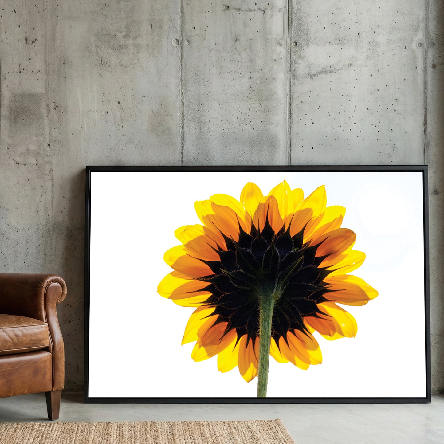 Backlit Sunflower framed canvas wall art print in a gallery-style display