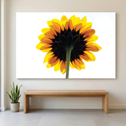Backlit Sunflower canvas wall art print displayed in a styled living room