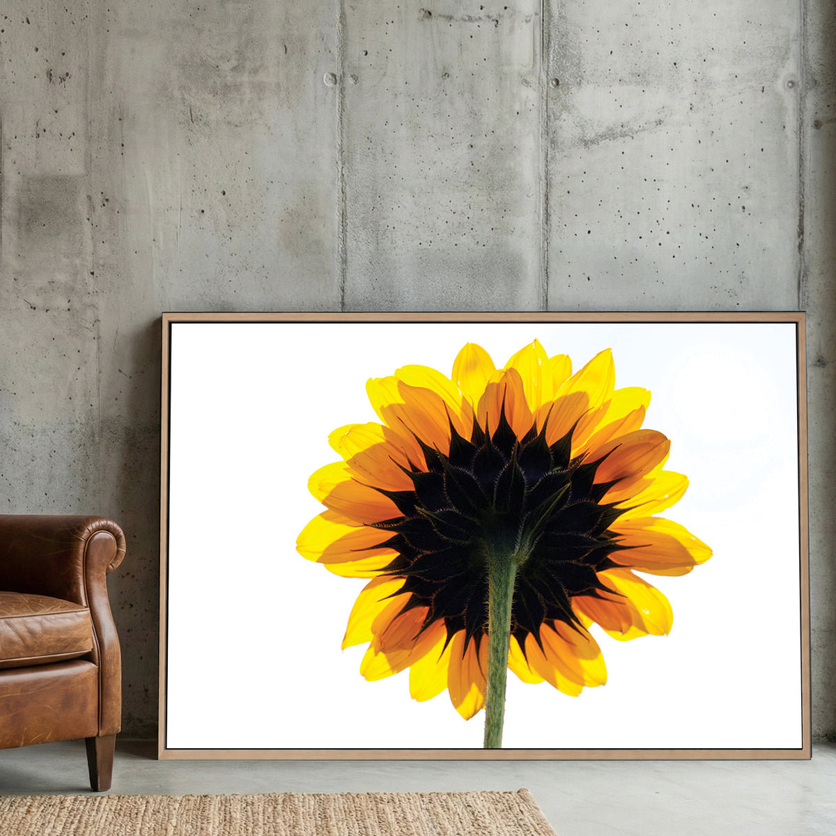 Backlit Sunflower canvas wall art print displayed in a styled living room