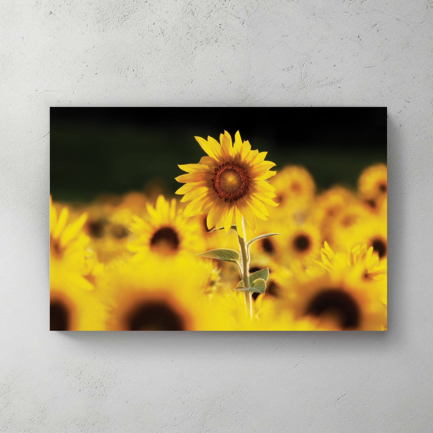 One sunflower standing tall and sharp above a soft golden field of blurred blooms — canvas wall art print
