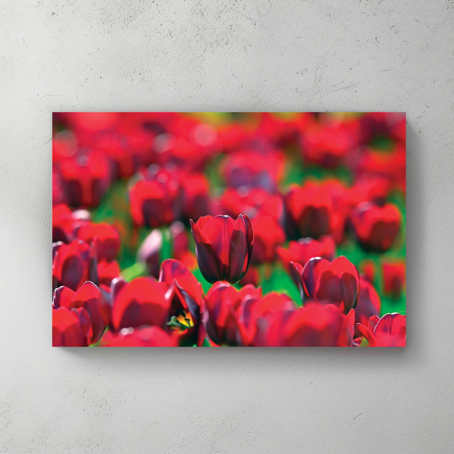 Deep crimson tulips packed edge to edge in warm sun, one standing proud of the rest — canvas wall art print
