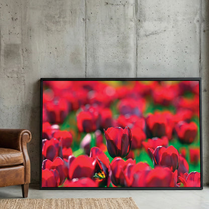 Red Tulip Field framed canvas wall art print in a gallery-style display