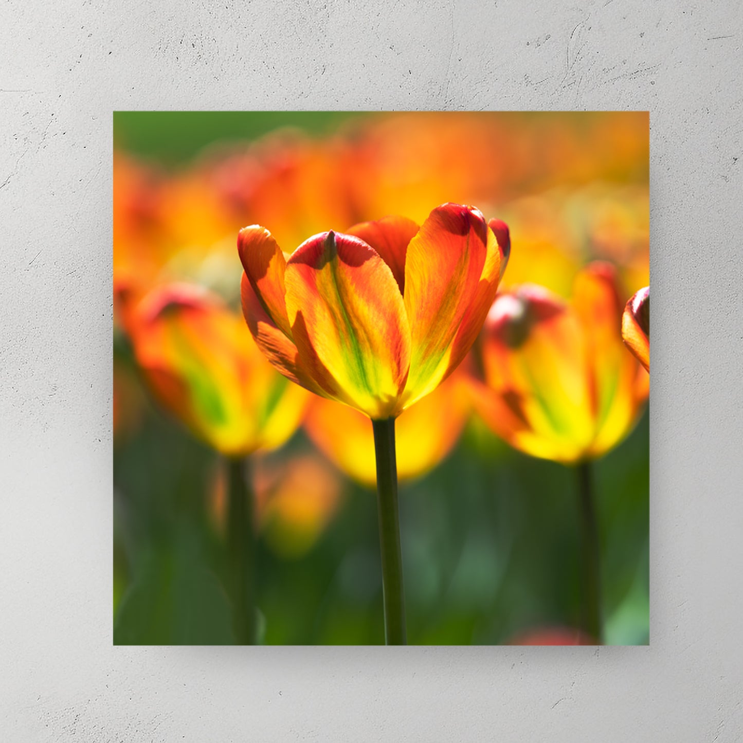Backlit orange-and-yellow tulips glowing in warm sun, soft field of blooms behind — canvas wall art print