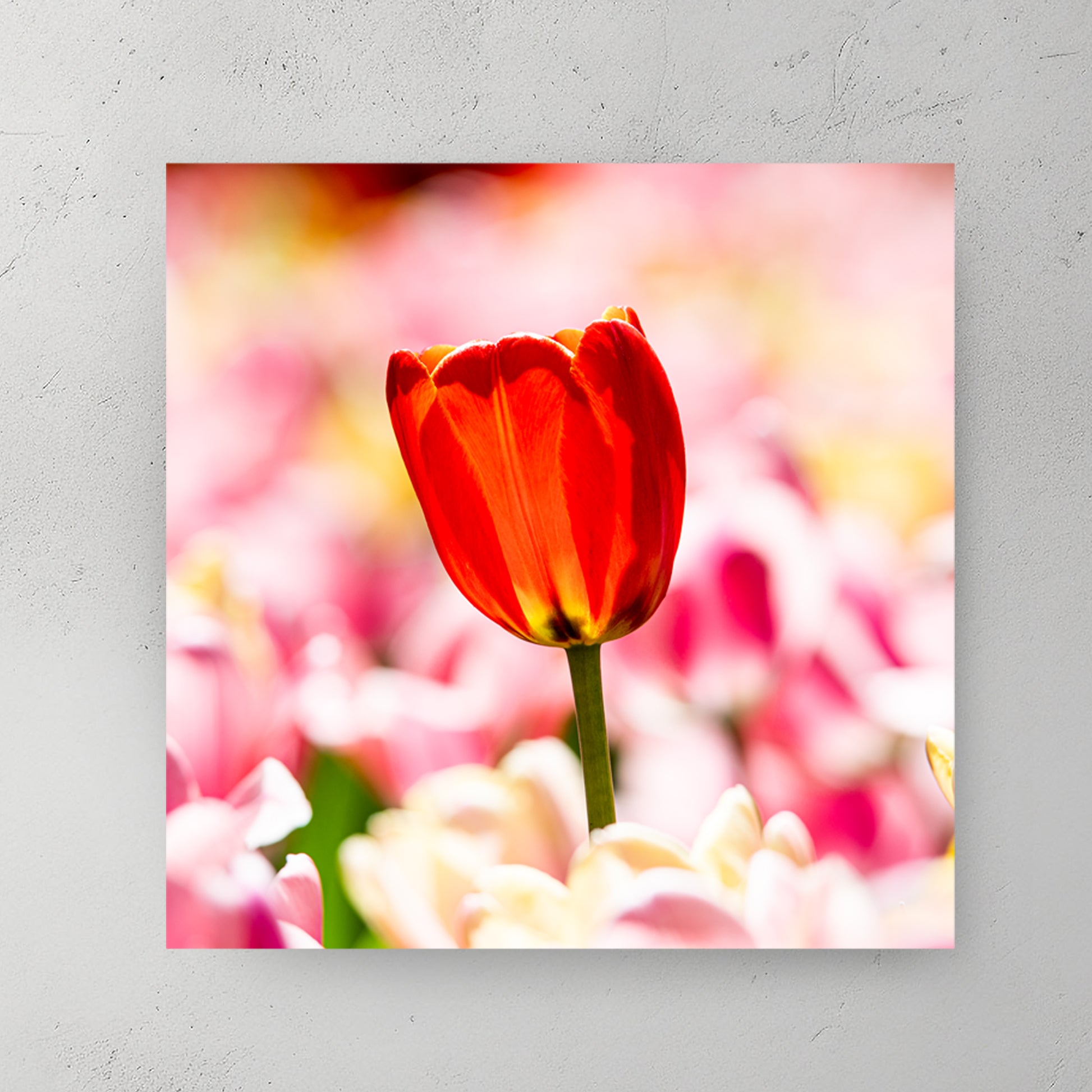 A single vivid red tulip standing above a soft bed of pastel pink and cream tulips — canvas wall art print